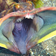 Illustration for article titled Meet the sarcastic fringehead, an oddly named fish who looks like the Predator